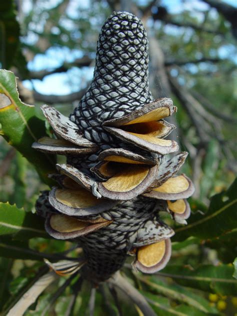 Free picture: dried, banksia, flower