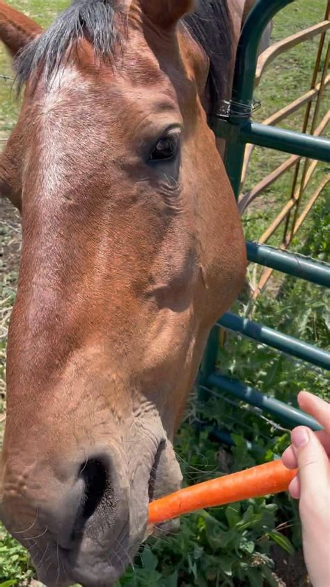 Horse eating carrots | Horses, Animals, Eating carrots