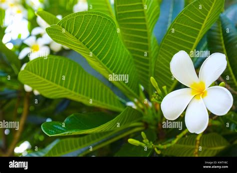 Plumeria alba hi-res stock photography and images - Alamy