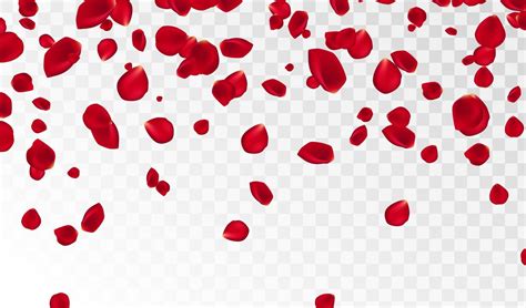 Abstract background with flying red rose petals on a white transparent background. Vector ...