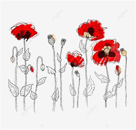 Gambar Bunga Poppy Merah Dengan Latar Belakang Putih, Menanam, Putih, Musim Semi PNG dan Vektor ...