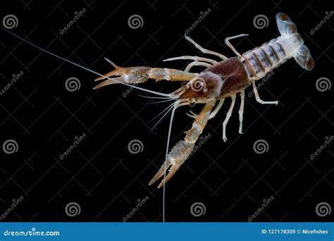 Crayfish Procambarus Clarkii Ghost in the Aquarium Stock Image - Image ...