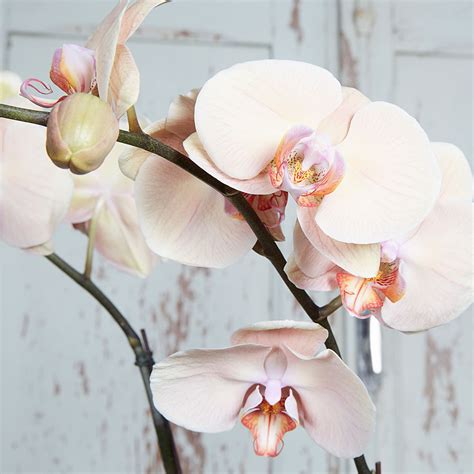 Potted Phalaenopsis Orchid - Pink / Purple - Floral Craftsman Matt Bisaro - Floral Craftsman ...