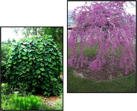 LAVENDER TWIST WEEPING REDBUD – Hinsdale Nurseries – Welcome to Hinsdale Nurseries