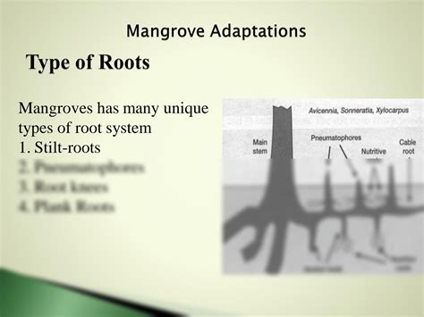 SOLUTION: Mangrove adaptation and reproduction - Studypool