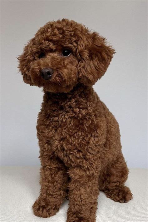 a small brown dog sitting on top of a white surface