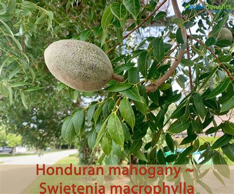 Honduran mahogany facts and health benefits