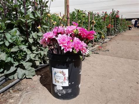 The Dahlias of Adene's Farm Flowers in Wolseley (2021-01-03) - Craig ...