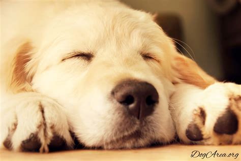 Golden Retriever Sleeping: 9 Genuine FAQs Needed Answered! : DogArea