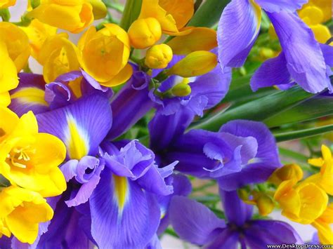 Desktop Wallpapers » Flowers Backgrounds » Yellow and Purple Flowers ...