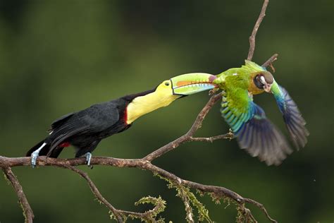 Toucans long beak