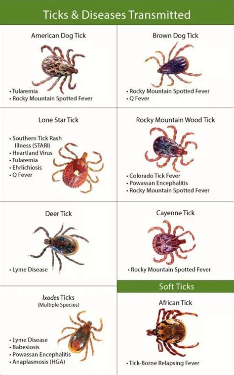 Pin by Christina Lea on Dog health | Ticks, Wilderness survival skills, Survival