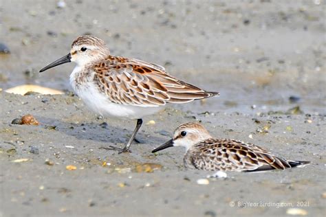 Western Sandpiper - Big Year Birding