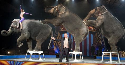 Circus elephants not allowed to perform at St. Lucie County Fairgrounds