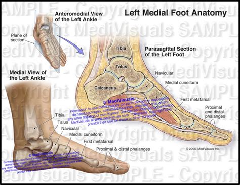 Left foot Anatomy - Medivisuals Inc.