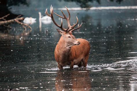 25 Wild Animals in Sweden [Wildlife in Sweden] - Kevmrc