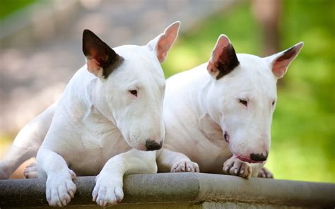 White-Bull-Terriers-wallpaper - My Doggy Rocks