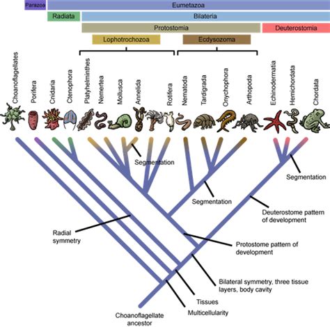 Biology Eukaryotic Kingdoms - Shmoop Biology