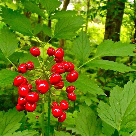 Red Baneberry On Trail Along Rivier Du Nord In The Laurentians In Quebec Photograph