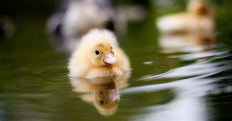 Your Quick and Easy How-To Guide to Raising Ducks