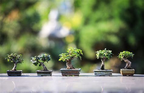 Bonsai Tree – A Traditional Japanese Art Form | Japan Wonder Travel Blog