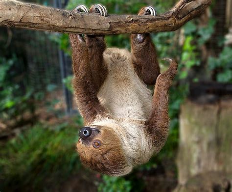 Two-toed sloth | San Diego Zoo Kids