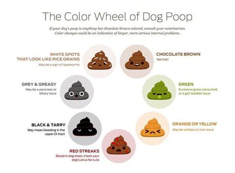 Dog Poop Color Meaning and Health Problem Signs - Puppies Club