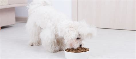 The Best Low Protein Dog Food in 2022 | Pet Side