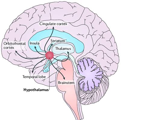 Where Are the Thalamus and Hypothalamus Found Milady