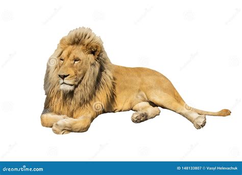 Lion isolated on white stock image. Image of lying, mammal - 148133807