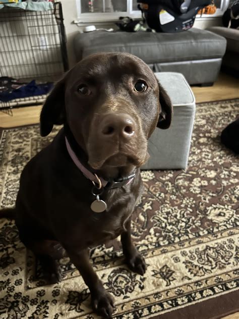 Our youngest blockhead : r/labrador