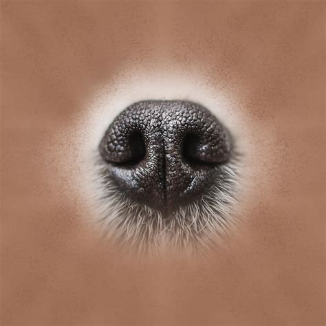 Dog nose - skin tone Digital Art by Lioudmila Perry | Fine Art America