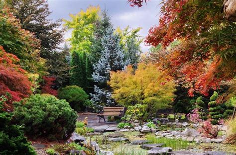 Beautiful Fall Japanese Maples - Topiary Gardens | Japanese rock garden, Japanese maple garden ...