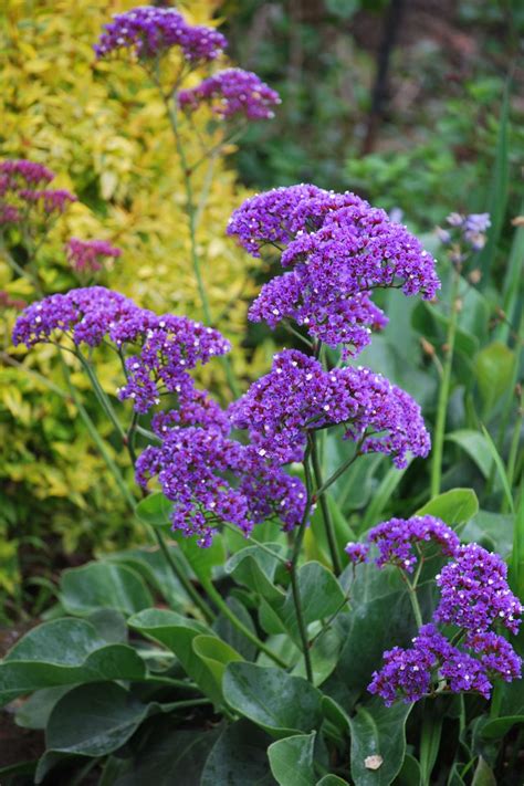 Plant Growers Australia - Limonium Perezii Blue