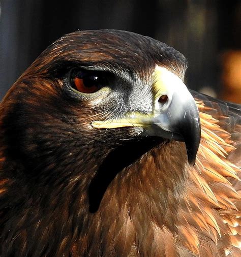 Adult Golden Eagle Close Up Photograph by Linda Olsen - Pixels