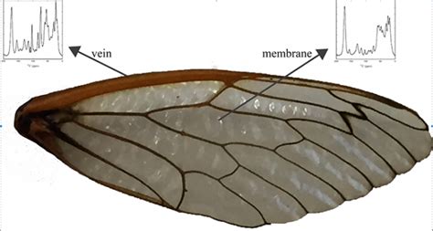 Why are cicadas such clumsy fliers? | Science News for Students