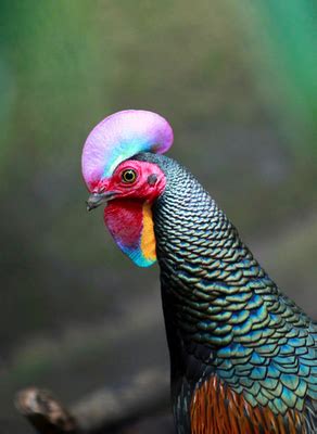 The Most Colorful "Chicken" on Earth! | Featured Creature