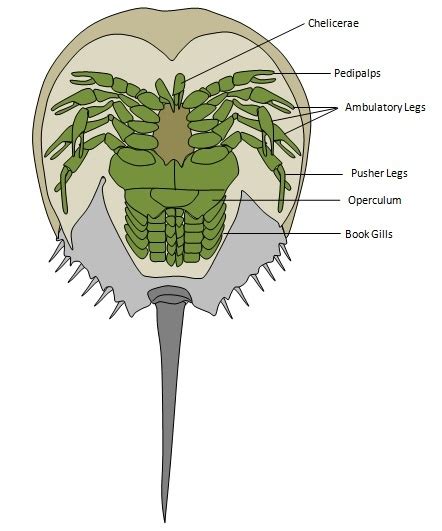 Horseshoe Crab Anatomy | School Ideas | Pinterest