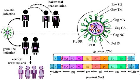 Retrovirus Diagram