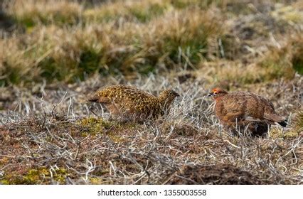 49 Red Grouse Pair Images, Stock Photos & Vectors | Shutterstock