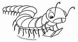 Millipede Coloring Pages sketch template