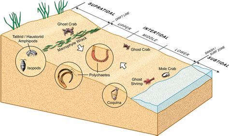 Distribution of representative sand beach invertebrates. The 3 zones of... | Download Scientific ...