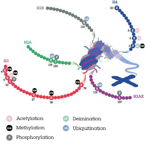 Histone modifications | Abcam