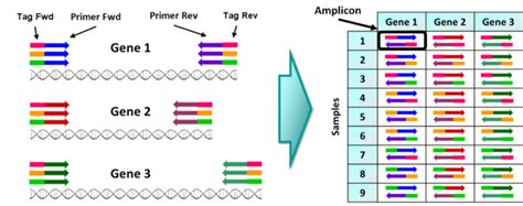 Amplicon sequencing and high-throughput genotyping – Basics – Sixth ...