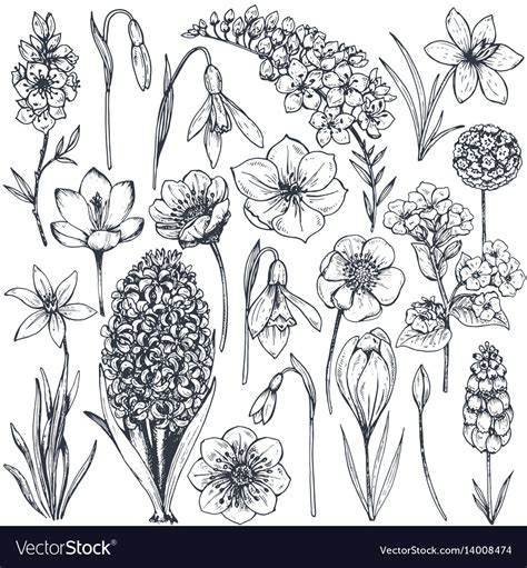 Collection hand drawn spring flowers and plants Vector Image