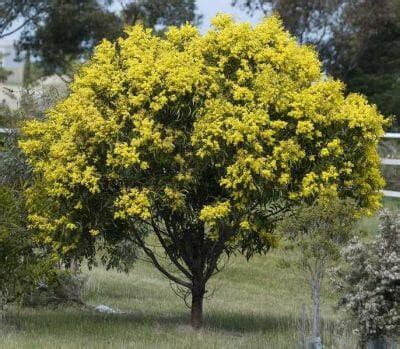 Acacia 'Golden Wattle' 8" Pot - Hello Hello Plants