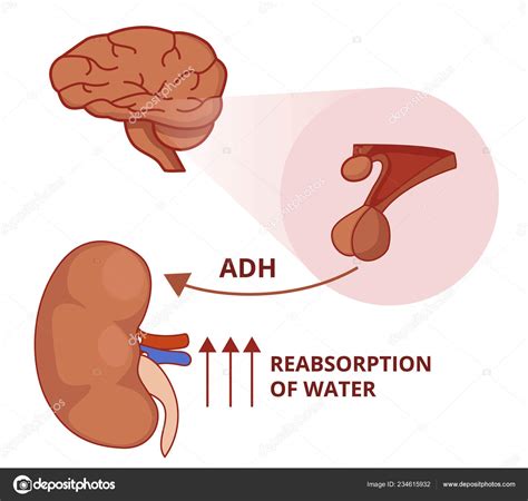 Illustration Antidiuretic Hormone Function Vasopressin Physiology Stock ...