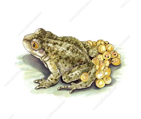 Common midwife toad and eggs, artwork - Stock Image - C016/3210 - Science Photo Library