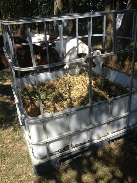 Turn an IBC Tote into a DIY Hay Feeder for Calves and Small Livestock