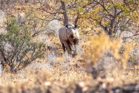 Trophy Hunting & Namibia's Conservation Challenge | Anywhere We Roam